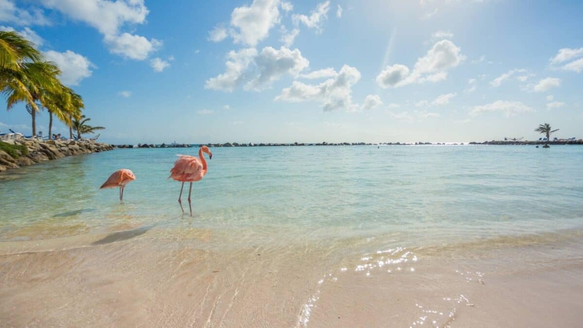Aruba Tours To Go bringt Sie zu den Flamingos, die auf diesem Bild zu sehen sind.