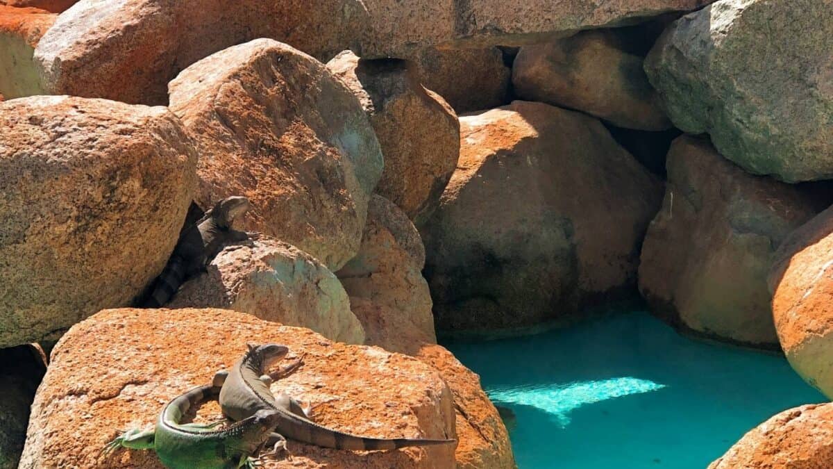 Leguane gehören zur Fauna der Insel.