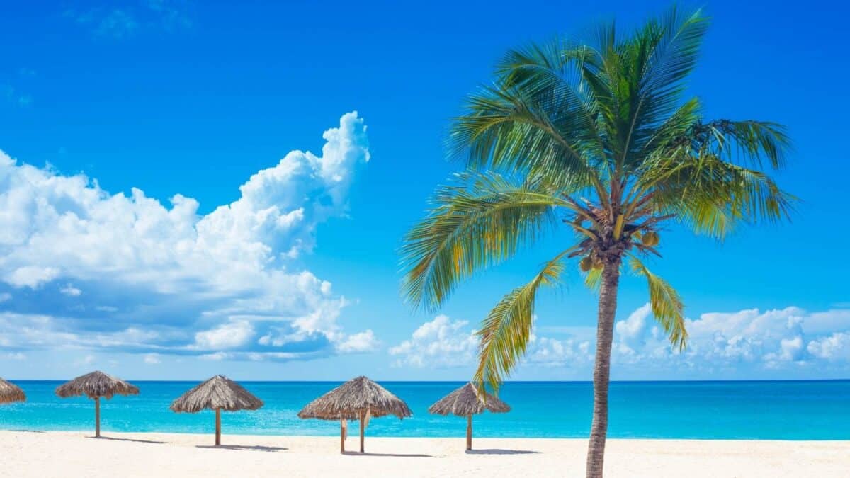 Traumhafter Strand für Tourgäste von Curaçao Dreams. Bild zeigt zuckerfarbenen Sandstrand und eine Palme.