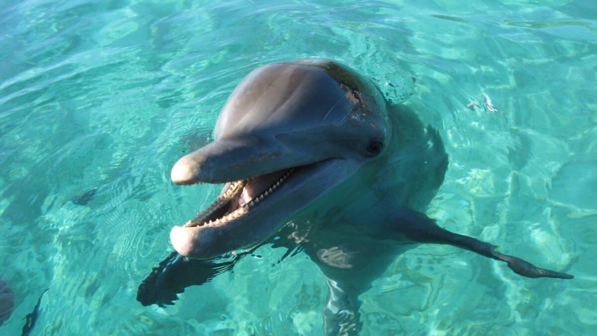 Delphin sehen mit Just Float Roatan, auf dem Bild ist ein Delphin zu Shen.