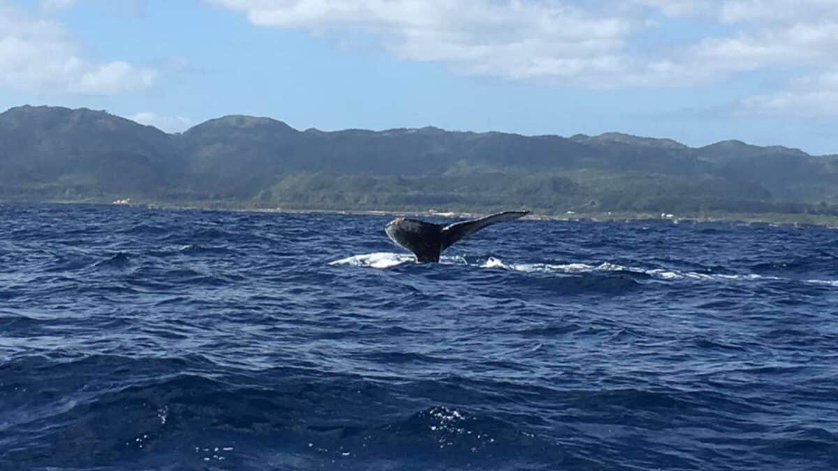 Mit anderen Worten, hier eine Walflosse