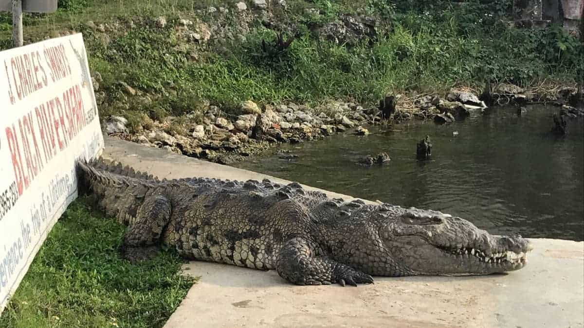 Genannt: Der Terrorist - Ein riesiges Flusskrokodil.