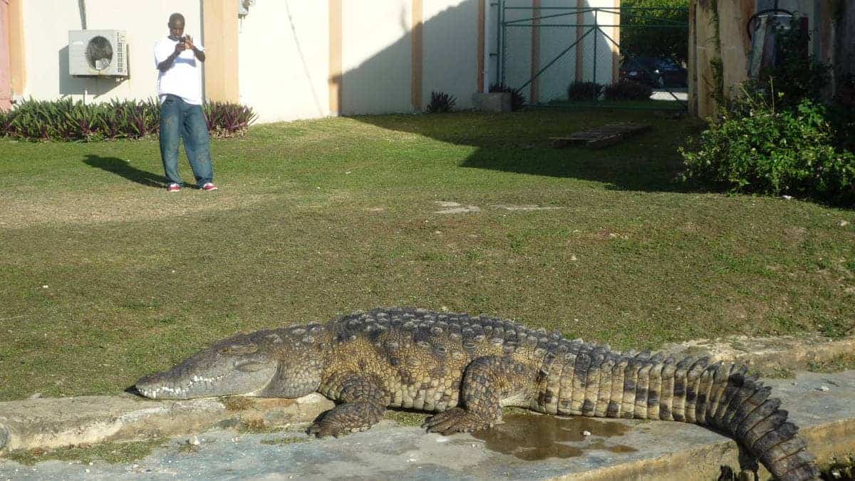 Auch Krokodile gibt es bei Johnmaica zu sehen...