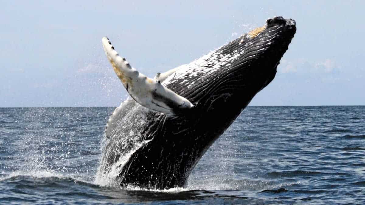 Whale Watching mit Samana Tours