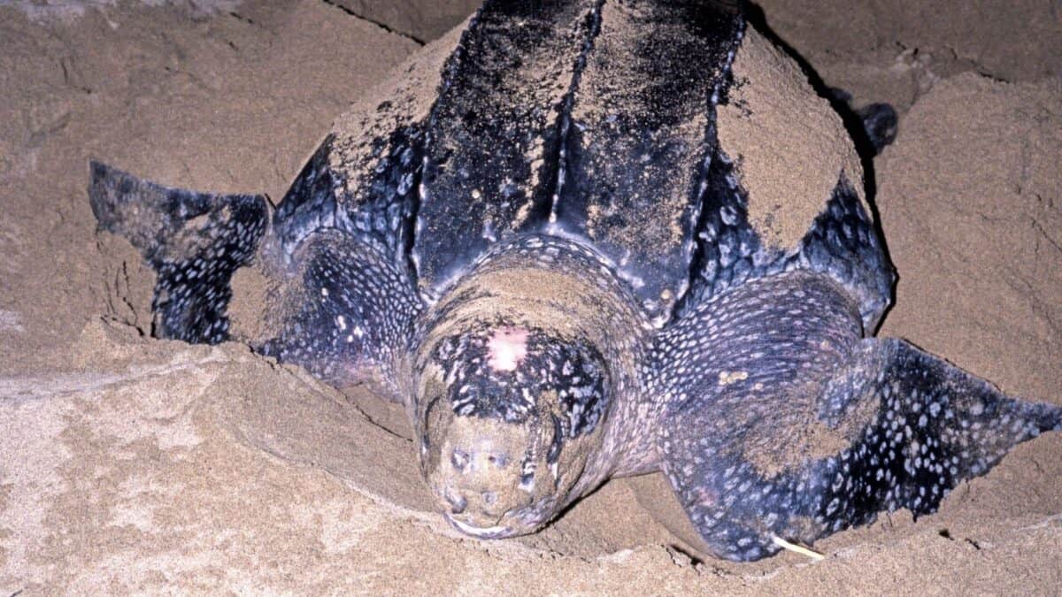 Auch Schildkröten der Karibik sieht man mit Tobagotours