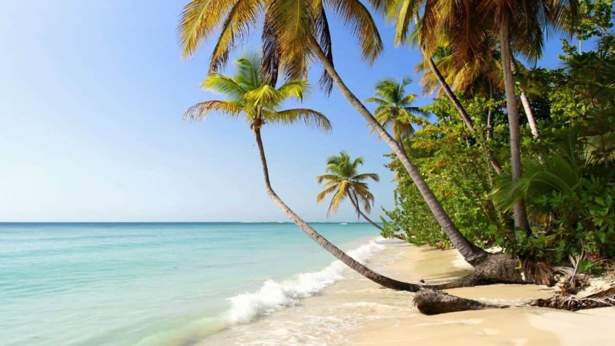 Von Palmen umsäumter Karibikstrand. Richtigerweise möchte man hier baden.