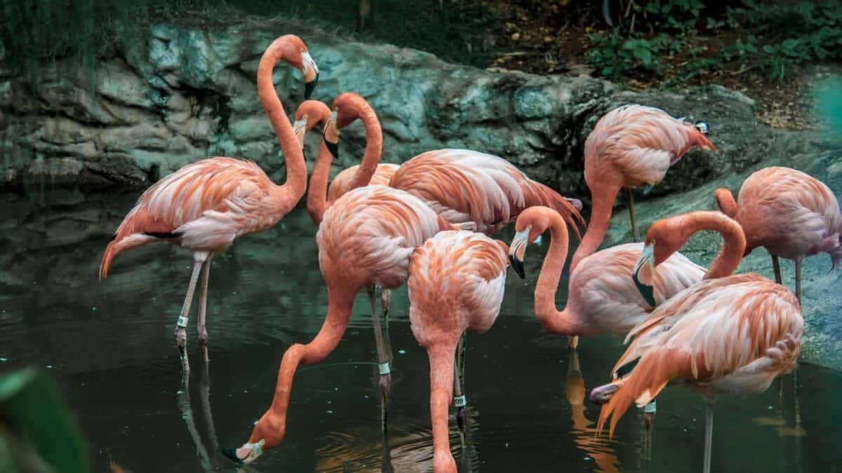 Karibische Flamingos begleiten Sie auf Ihrer Tour.