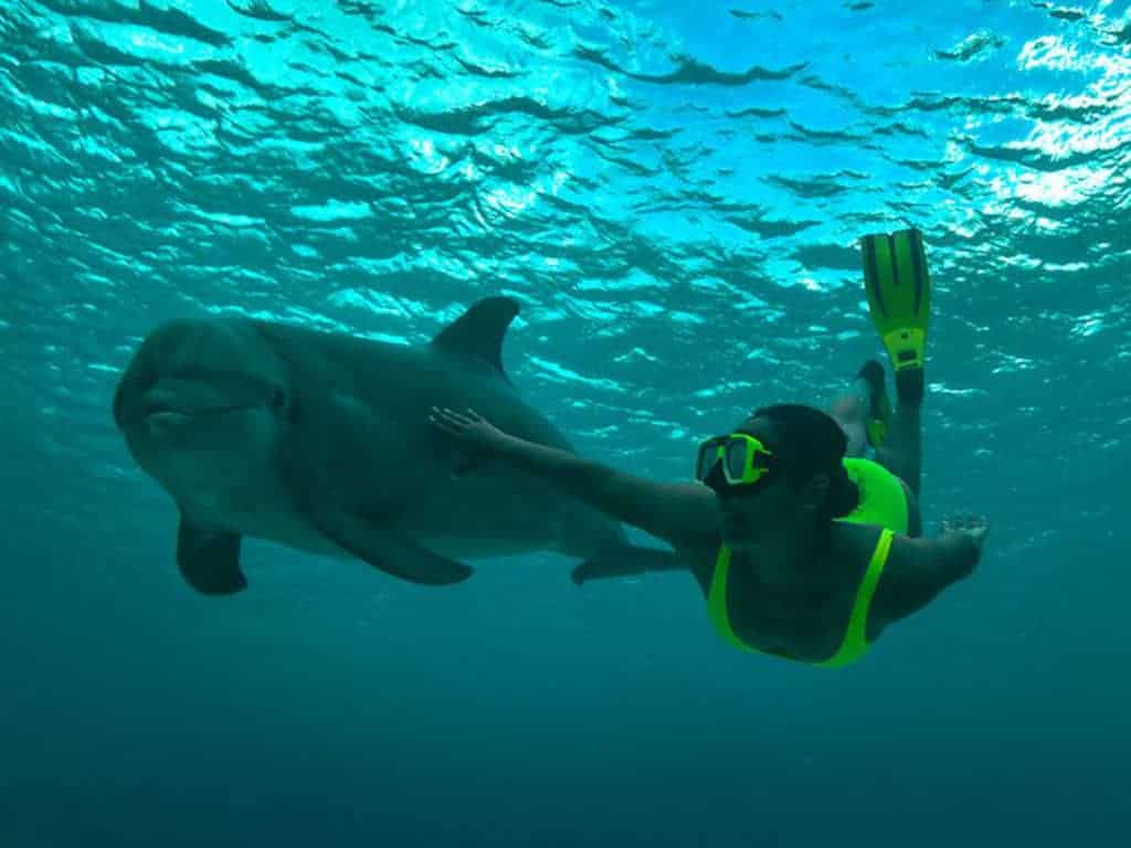 Taucht mit Delfinen in Curacao