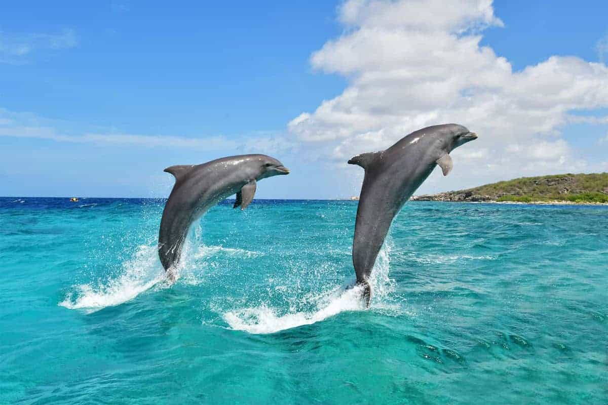 Willkommen in der Dolphin Academy Curacao