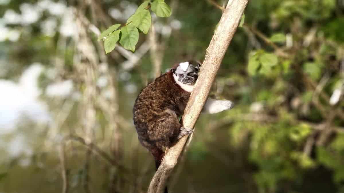 Nett anzusehen die kleinen Äffchen in Panama