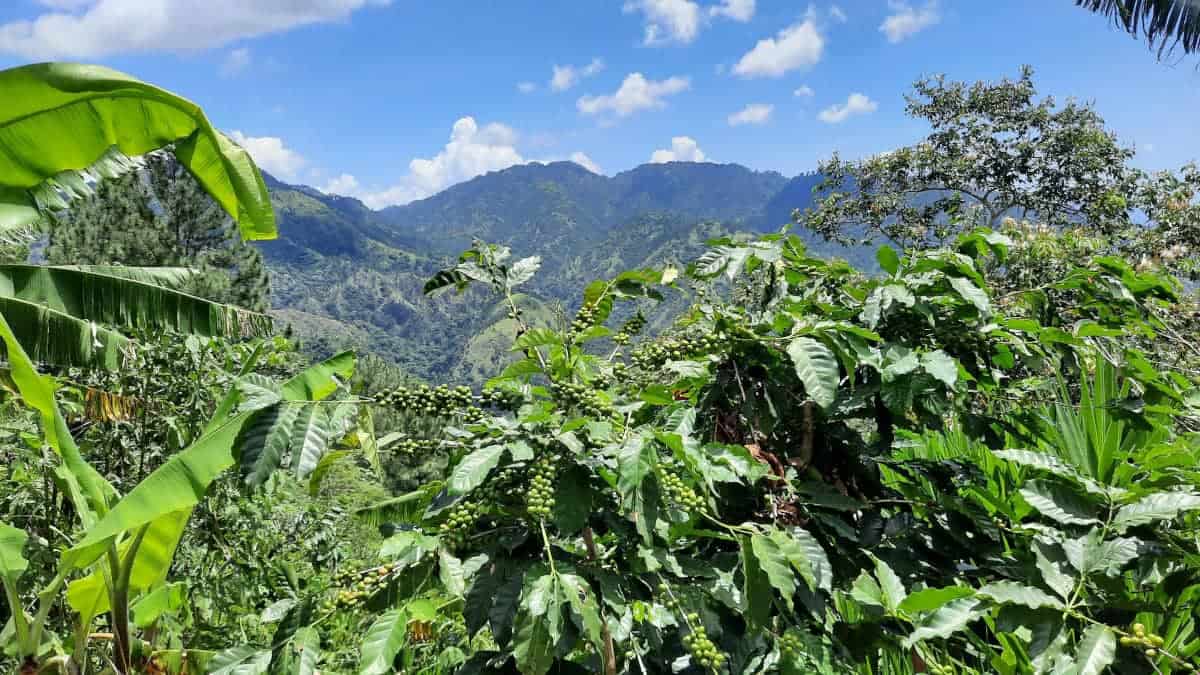 Irie Holiday Tours führt durch Jamaika