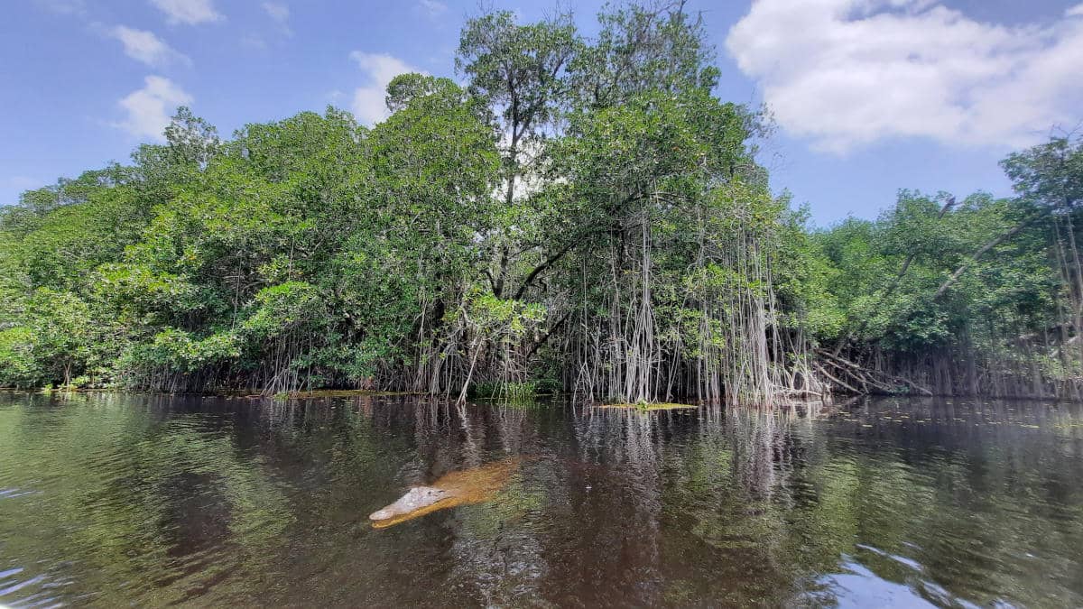 Krokodile in Jamaika.