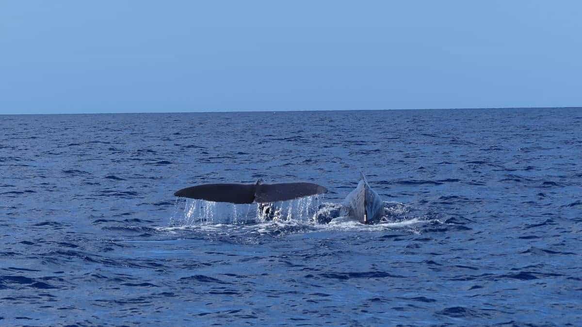 Auf Wal-Besichtigung mit Petra Tours & More