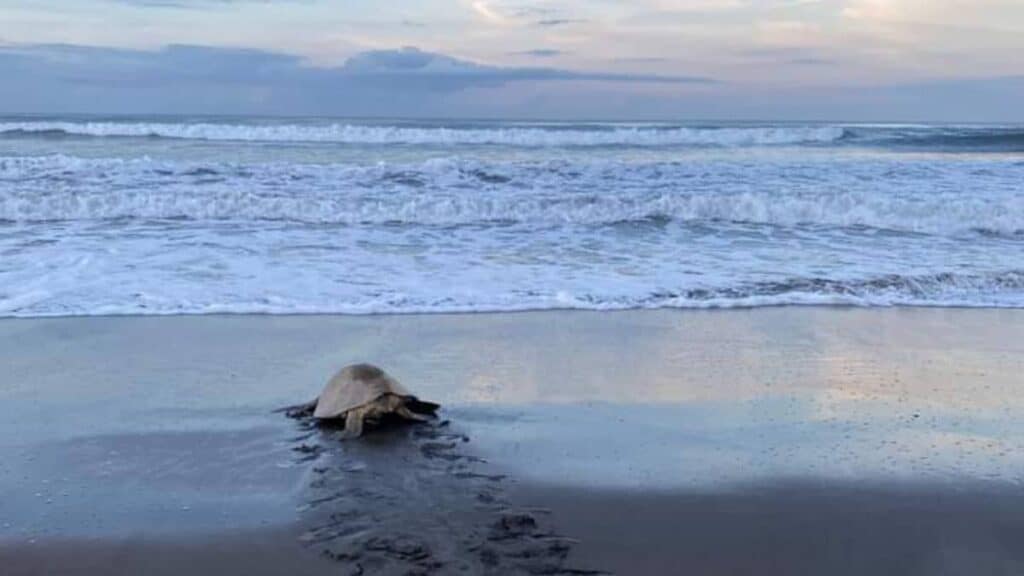 Susi Tours in Costa Rica ermöglicht Dir Schildkröten zu sehen.