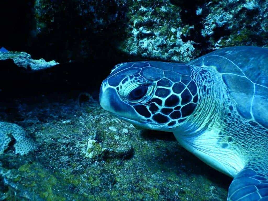 Beobachte Meeresschildkröten mit Dive Sint Maarten