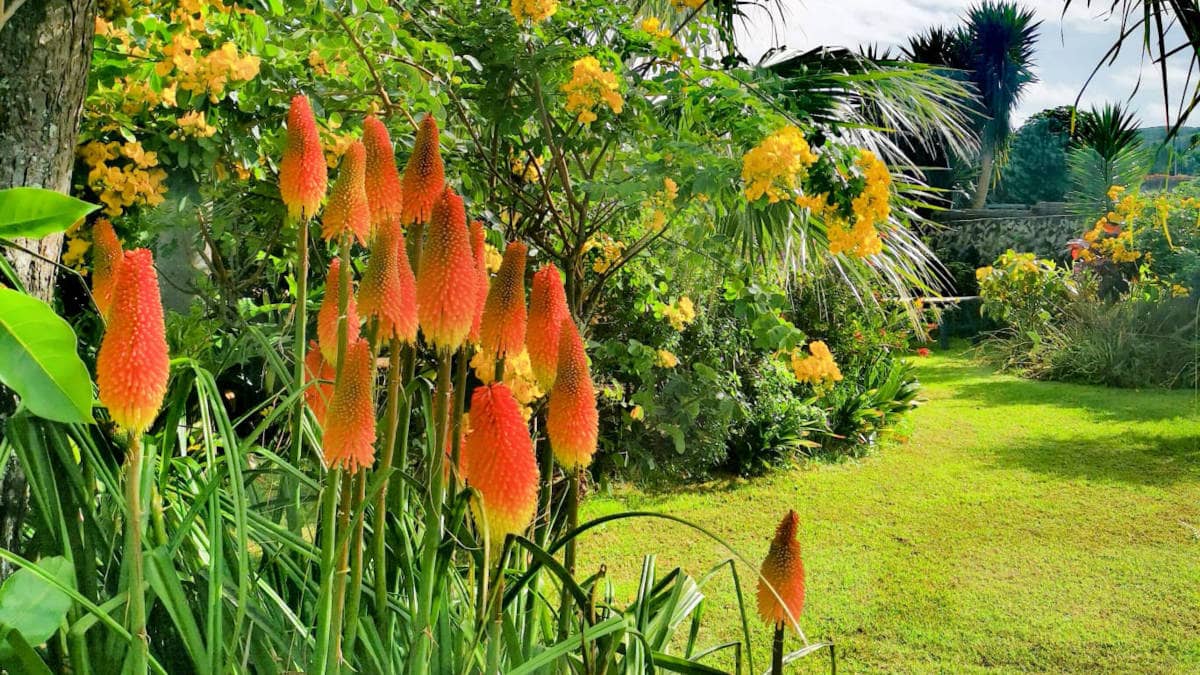 Entdeckt tolle Fauna und Flora mit Ilhas de Bruma Tours