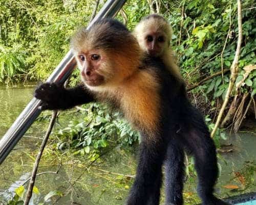 Exotische Tierwelt im Regenwald von Panama jetzt entdecken bei den Highlights der Karibik