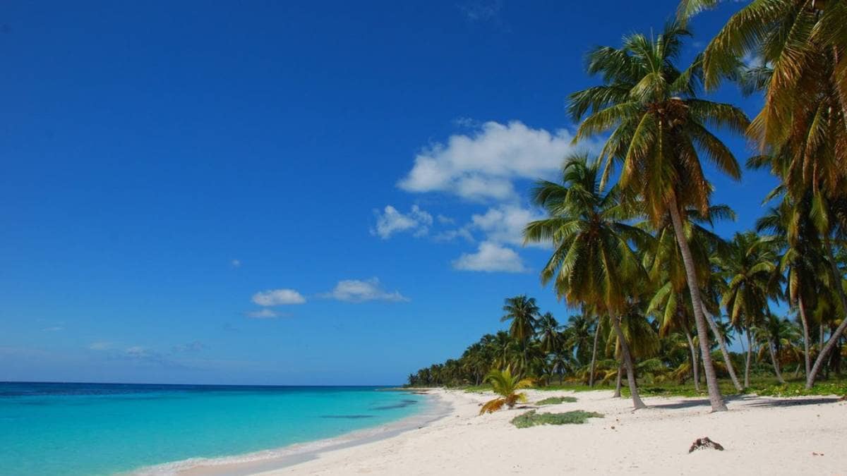 Discover Bayahibe with Seavis Tours. Zu sehen sind Palmen am Strand. Entdeckt Bayahibe und mehr.