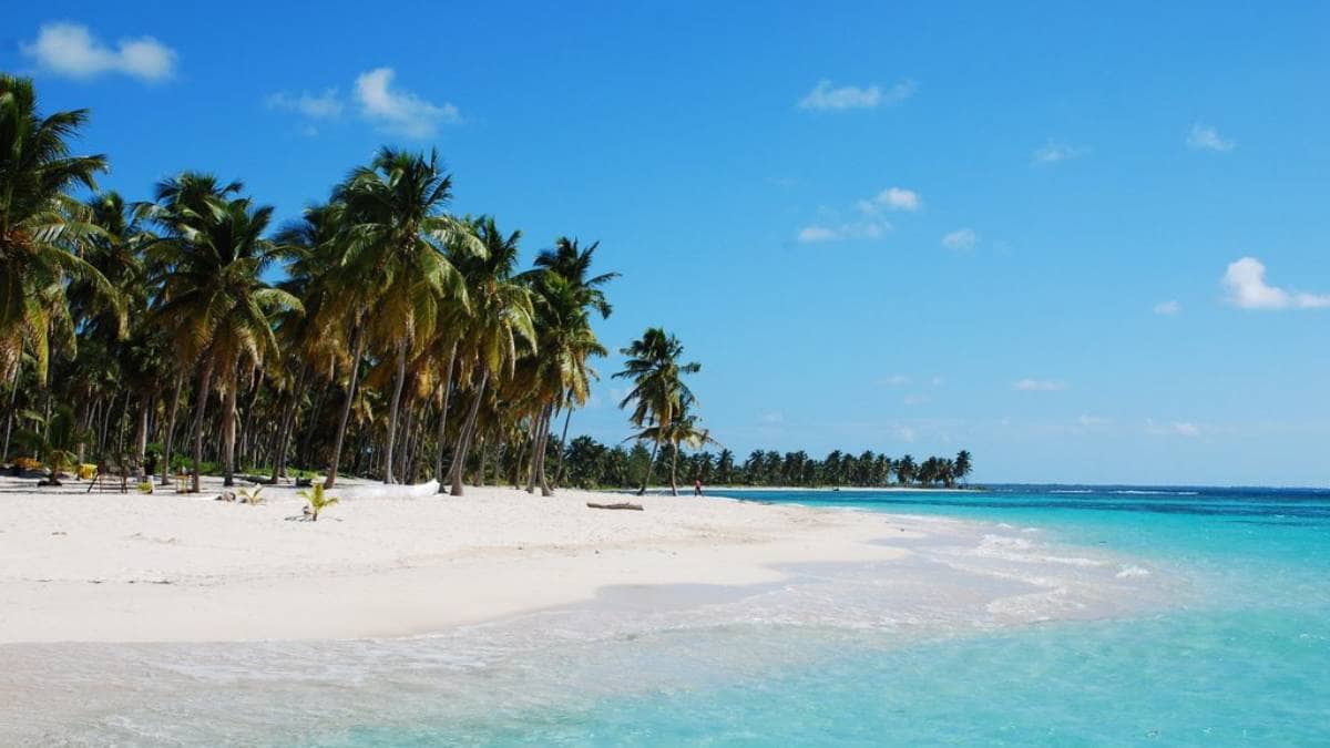 Welcome to Seavis Tours Bayahibe, Bild zeigt einen Palmenpark in der Dominikanischen Republik