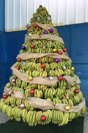 Weihnachten mit einem Bananenbaum