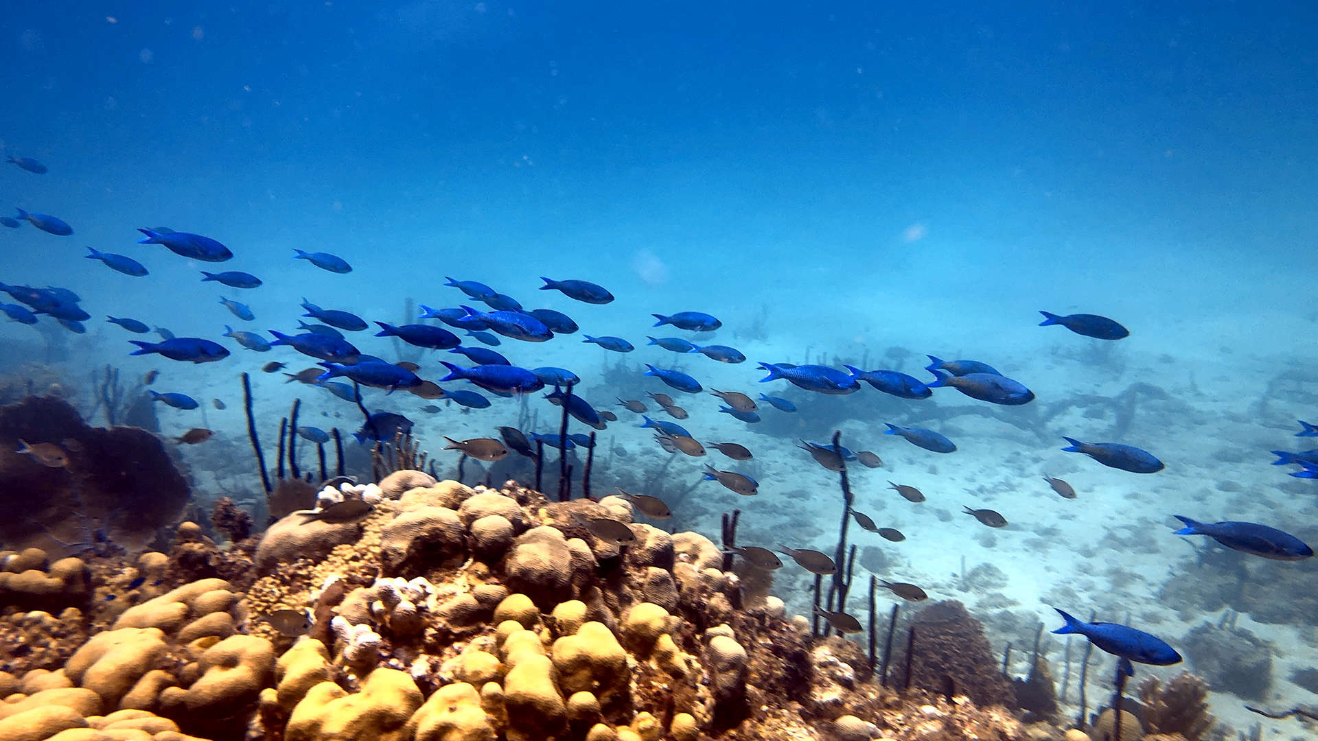 Unterwasserwelt Dominikanische Republik