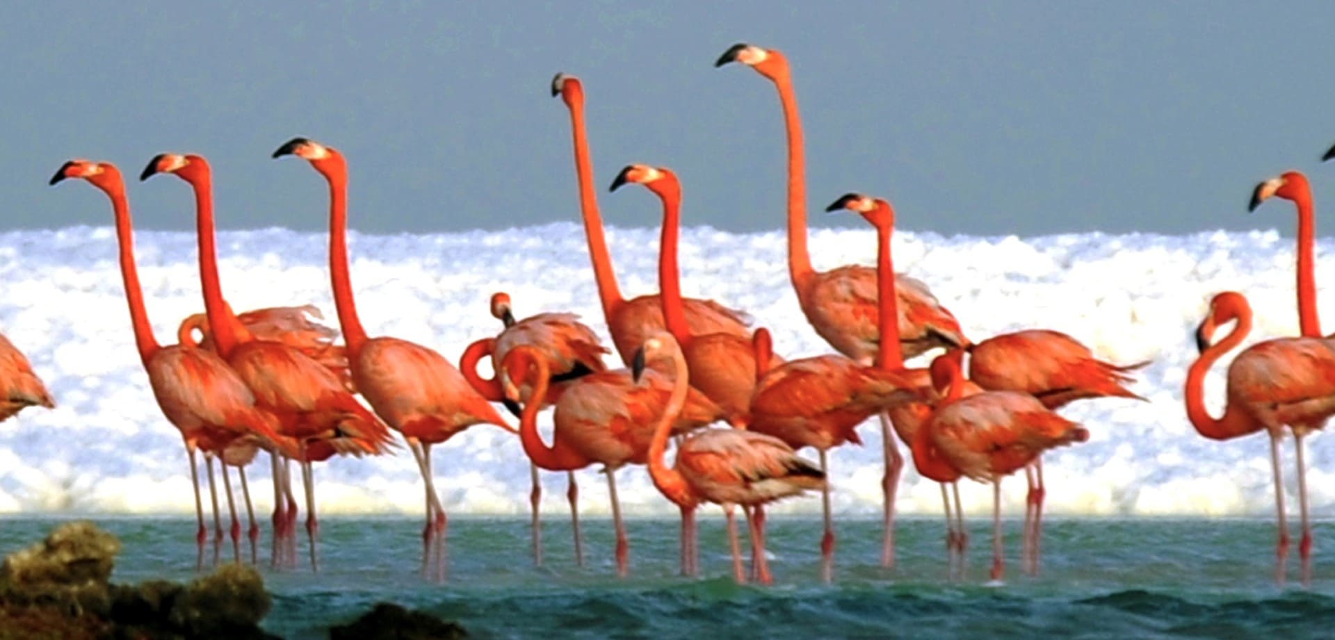 Flamingos Bonaire
